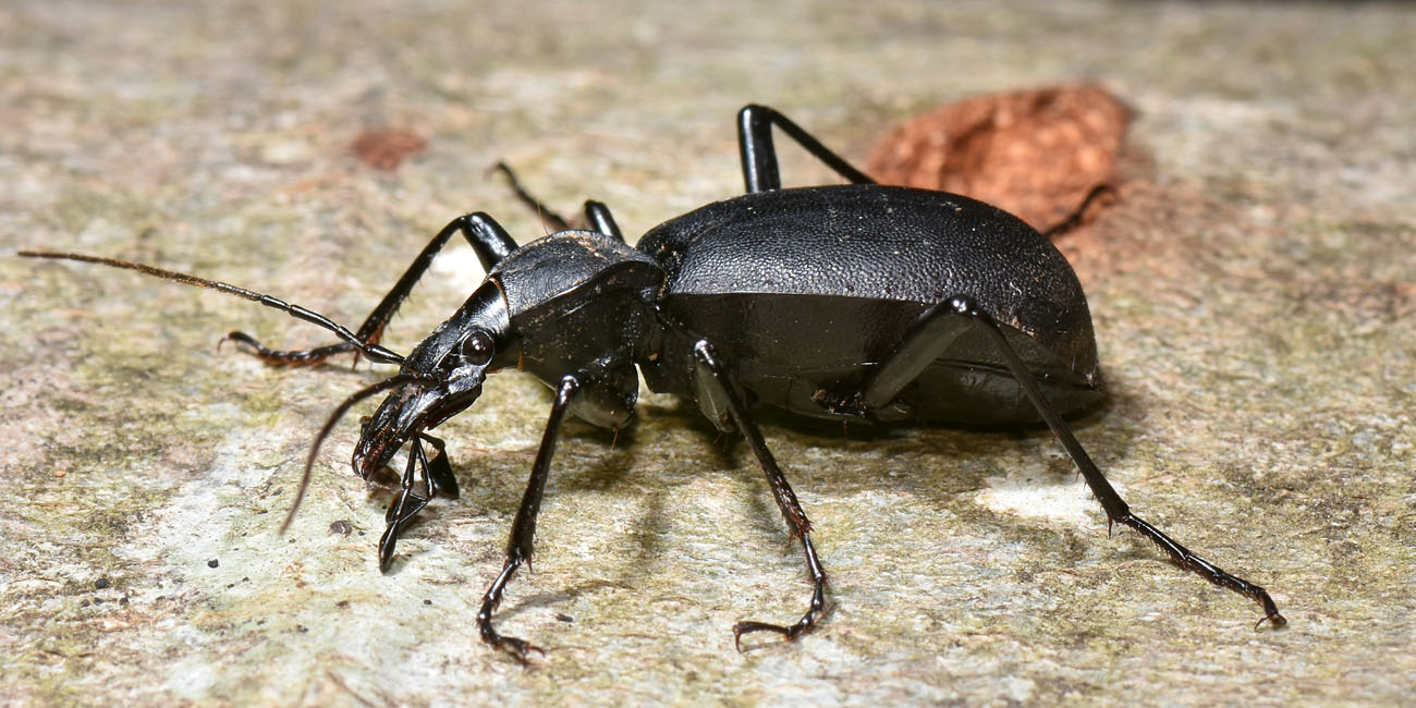 Carabidae: Cychrus italicus? S !